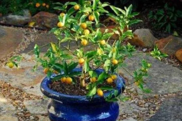 金桔剪枝剪光了还可以发芽吗，是可以长出新芽的