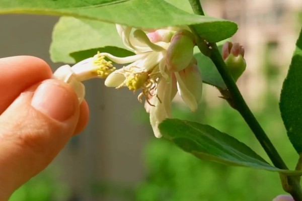 金桔剪枝剪光了还可以发芽吗，是可以长出新芽的