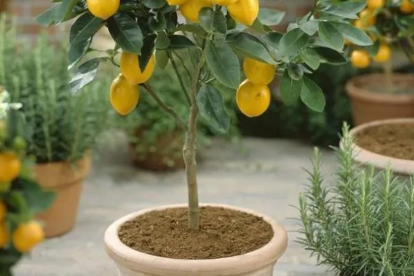 金桔剪枝剪光了还可以发芽吗，是可以长出新芽的