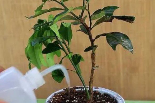 金桔剪枝剪光了还可以发芽吗，是可以长出新芽的