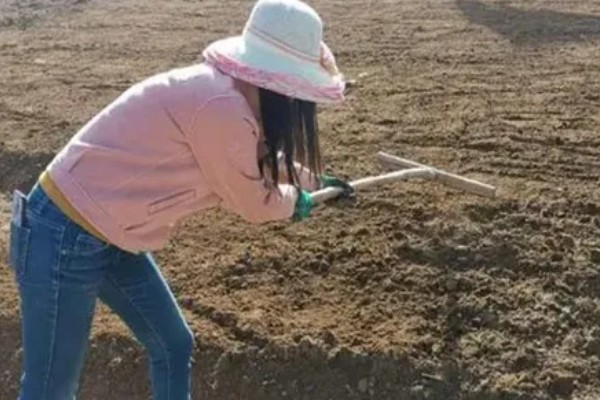 花生的种植方法,每穴播种两粒