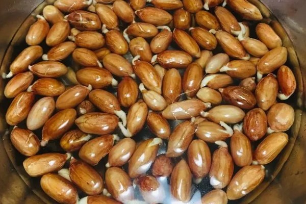 花生的种植方法,每穴播种两粒