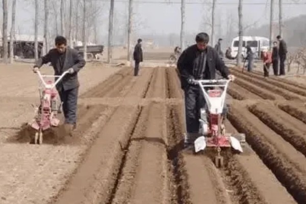 花生的种植方法,每穴播种两粒