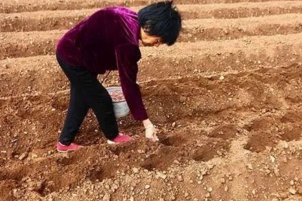 花生的种植方法,每穴播种两粒