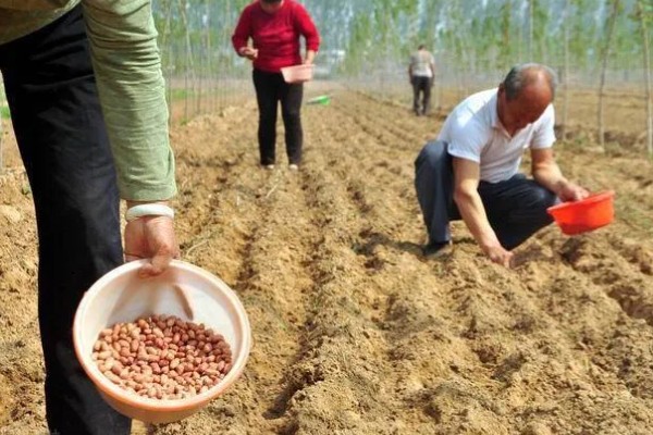 花生的种植方法,每穴播种两粒