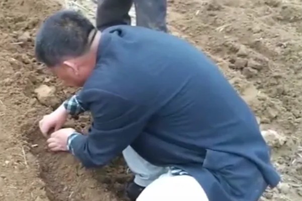 花生的种植方法,每穴播种两粒