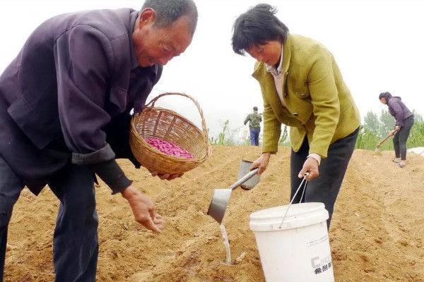 花生的种植方法,每穴播种两粒