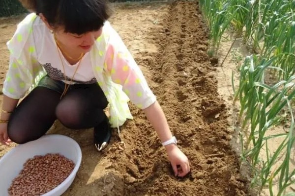 花生的种植方法,每穴播种两粒