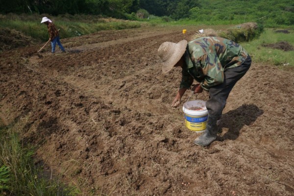 花生的种植方法,每穴播种两粒