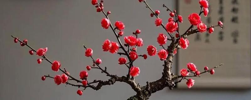 梅花能否养在卧室中，在室内养殖可以表达情操