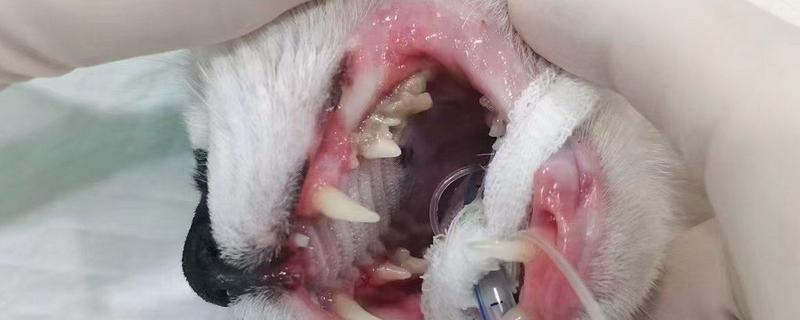 猫咪流口水怎么办，感染口炎可使用消炎类口腔喷剂