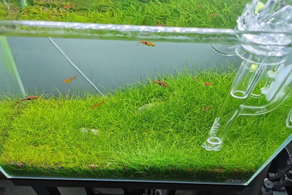 迷你牛毛的养殖方法，每隔3-4天更换一次清水