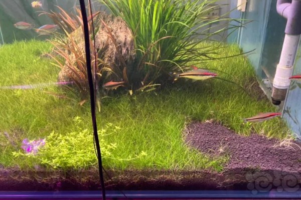 迷你牛毛的养殖方法，每隔3-4天更换一次清水