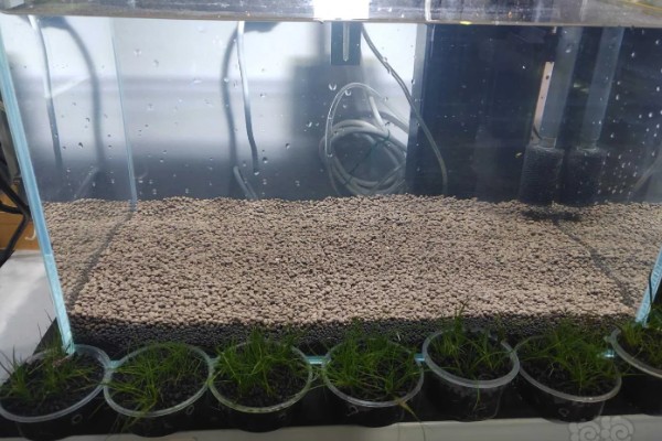 迷你牛毛的养殖方法，每隔3-4天更换一次清水