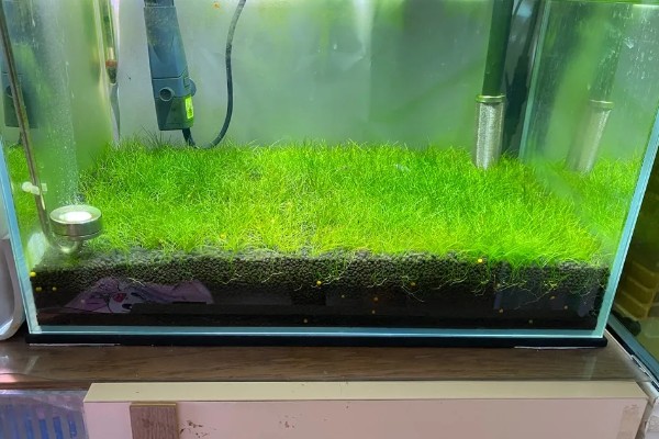 迷你牛毛的养殖方法，每隔3-4天更换一次清水