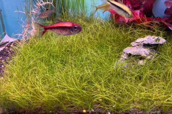 迷你牛毛的养殖方法，每隔3-4天更换一次清水