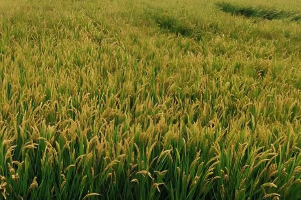 水稻起源于哪里，原产于中国和印度