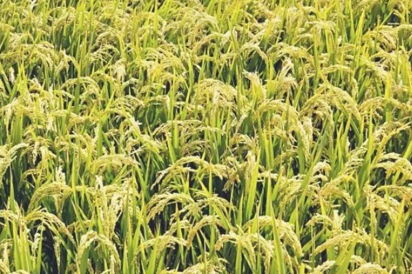 水稻起源于哪里，原产于中国和印度