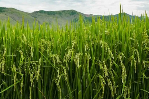 水稻起源于哪里，原产于中国和印度