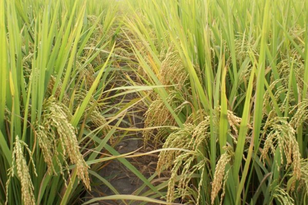 水稻起源于哪里，原产于中国和印度
