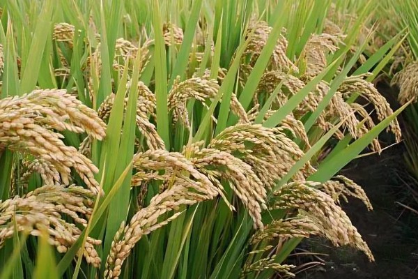水稻起源于哪里，原产于中国和印度