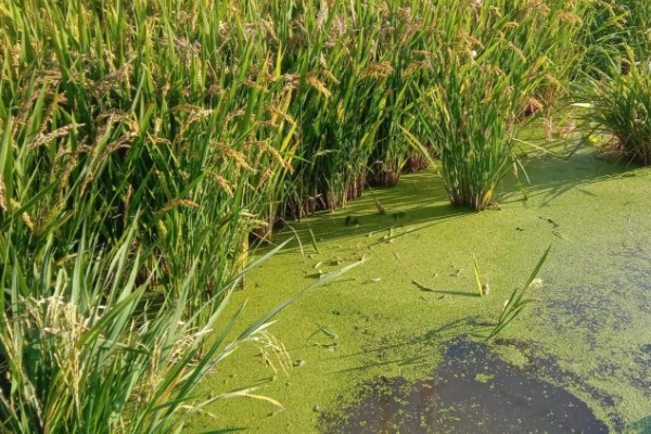 水稻起源于哪里，原产于中国和印度