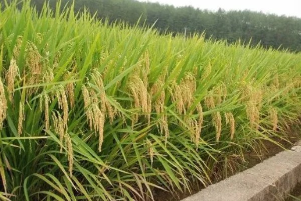 水稻起源于哪里，原产于中国和印度