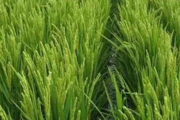 水稻起源于哪里，原产于中国和印度