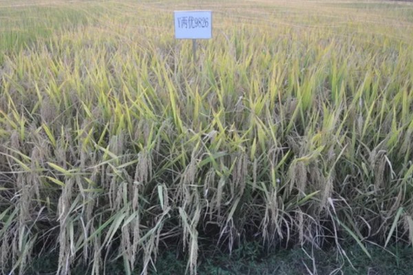 水稻起源于哪里，原产于中国和印度