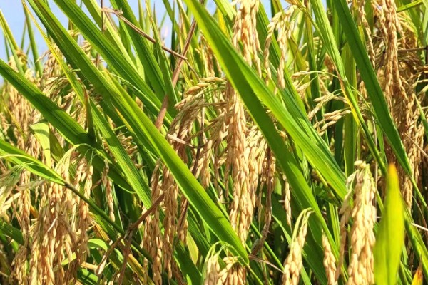 水稻起源于哪里，原产于中国和印度