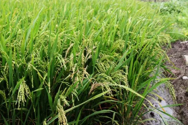 水稻起源于哪里，原产于中国和印度