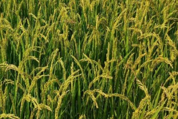 水稻起源于哪里，原产于中国和印度