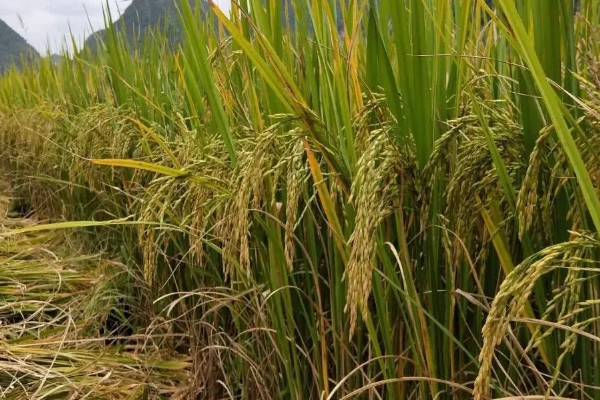 水稻起源于哪里，原产于中国和印度