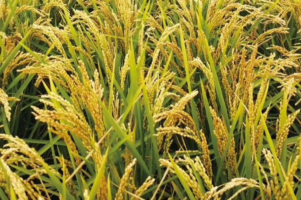 水稻起源于哪里，原产于中国和印度