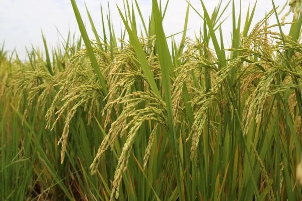 水稻起源于哪里，原产于中国和印度