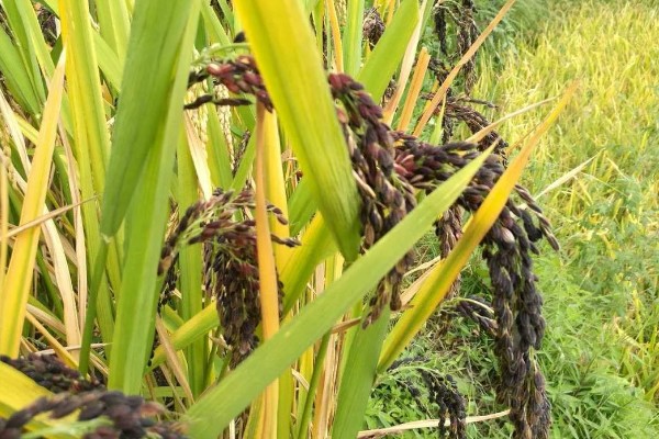 水稻起源于哪里，原产于中国和印度