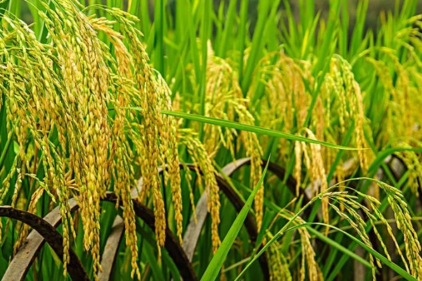 水稻起源于哪里，原产于中国和印度