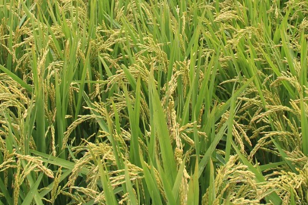 水稻起源于哪里，原产于中国和印度