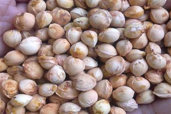 怎么养殖樱桃盆栽,追施腐熟的有机肥可促进生长