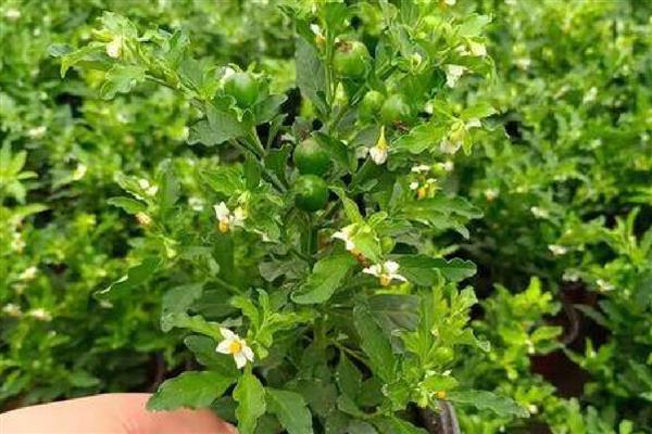 怎么养殖樱桃盆栽,追施腐熟的有机肥可促进生长