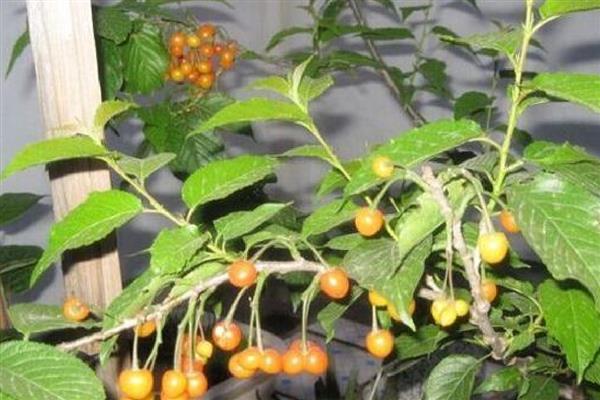 怎么养殖樱桃盆栽,追施腐熟的有机肥可促进生长