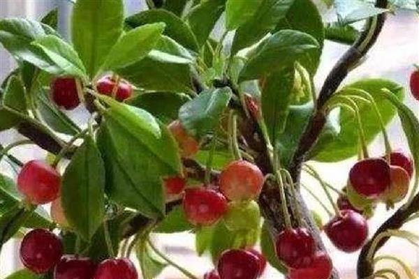 怎么养殖樱桃盆栽,追施腐熟的有机肥可促进生长