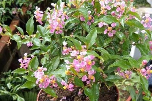 怎么养殖樱桃盆栽,追施腐熟的有机肥可促进生长