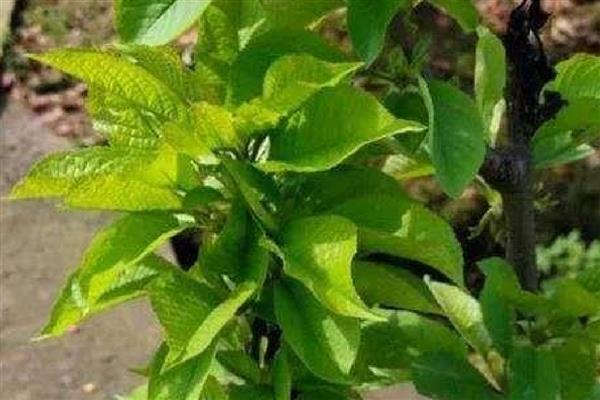 怎么养殖樱桃盆栽,追施腐熟的有机肥可促进生长