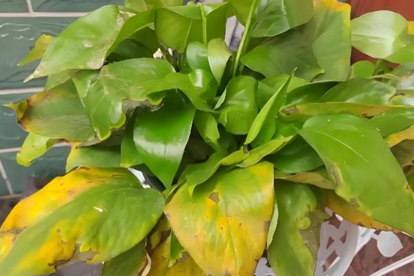 夏天绿萝叶子发黄怎么处理,需要及时遮阴