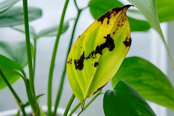 夏天绿萝叶子发黄怎么处理,需要及时遮阴