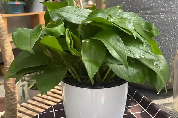 夏天绿萝叶子发黄怎么处理,需要及时遮阴