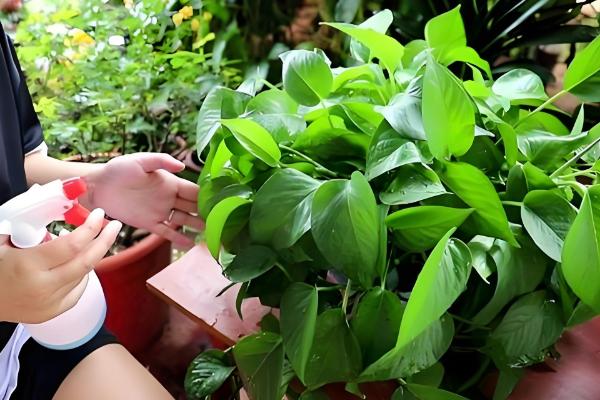 夏天绿萝叶子发黄怎么处理,需要及时遮阴