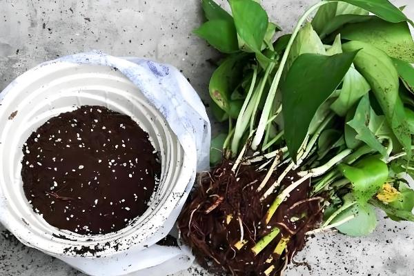 夏天绿萝叶子发黄怎么处理,需要及时遮阴