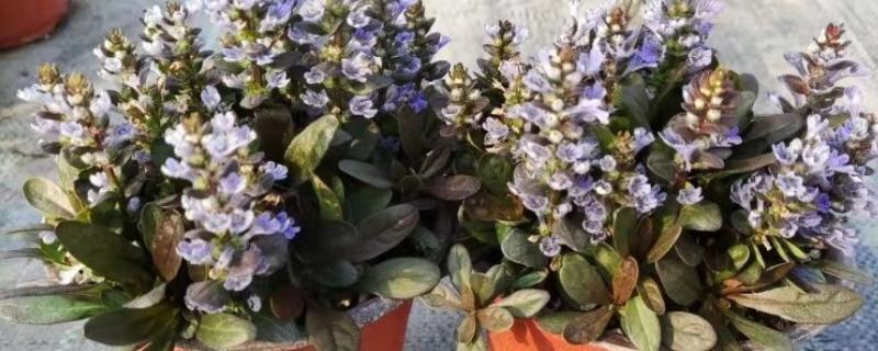 怎么养筋骨草，可以每月为其浇水2-3次